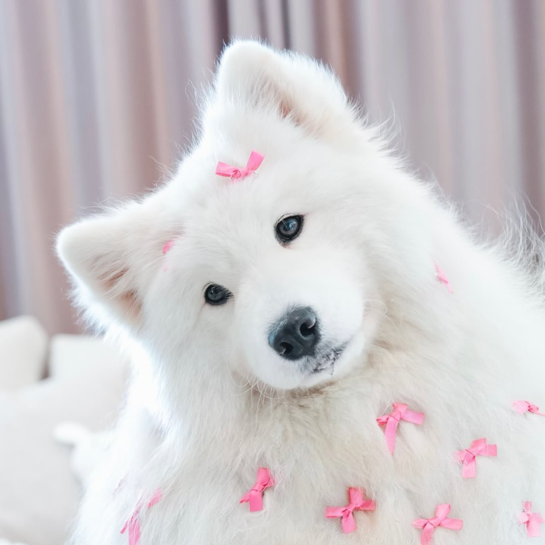 malithesamoyed