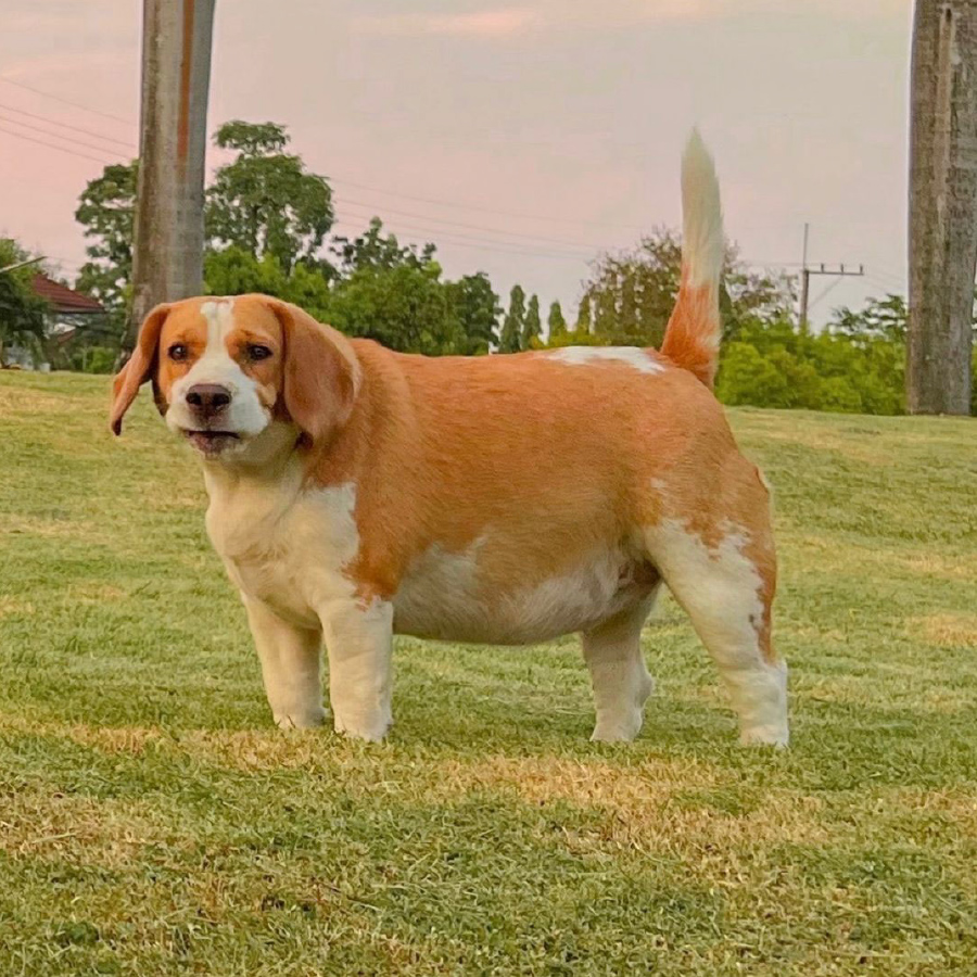bigmootoo